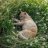 natalie_irbis